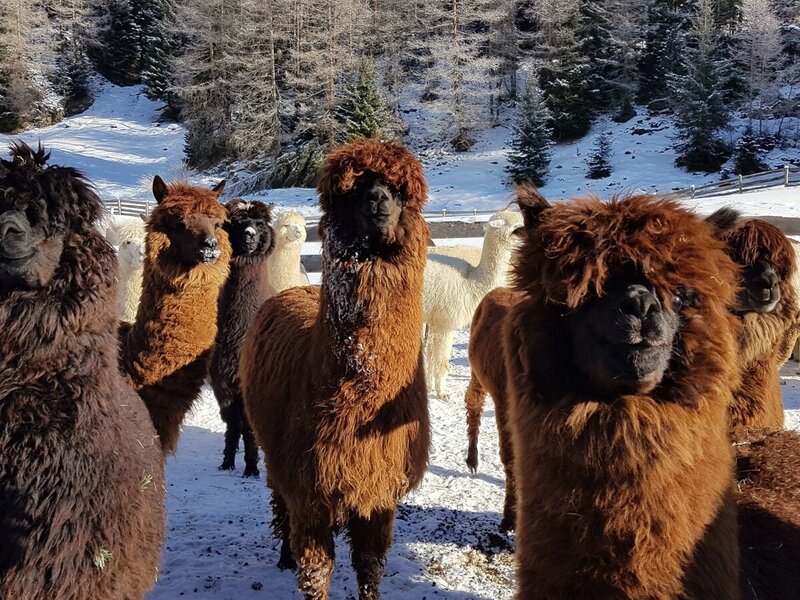 Alpaka Winter