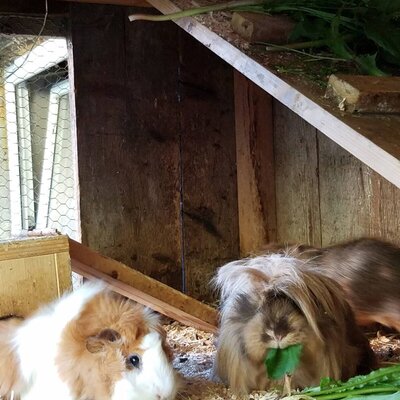 die Meerschweinchen freuen sich auf grünes