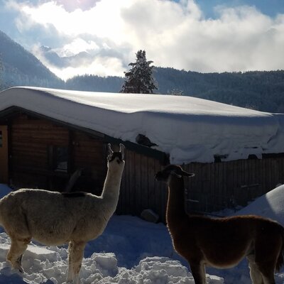 Lamas