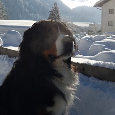 Haushund Zeus