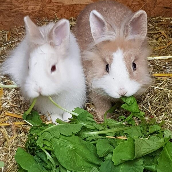 Zwei Kaninchen fressen frisches Grün auf dem Bauernhof.