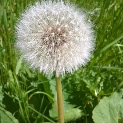 Pusteblume