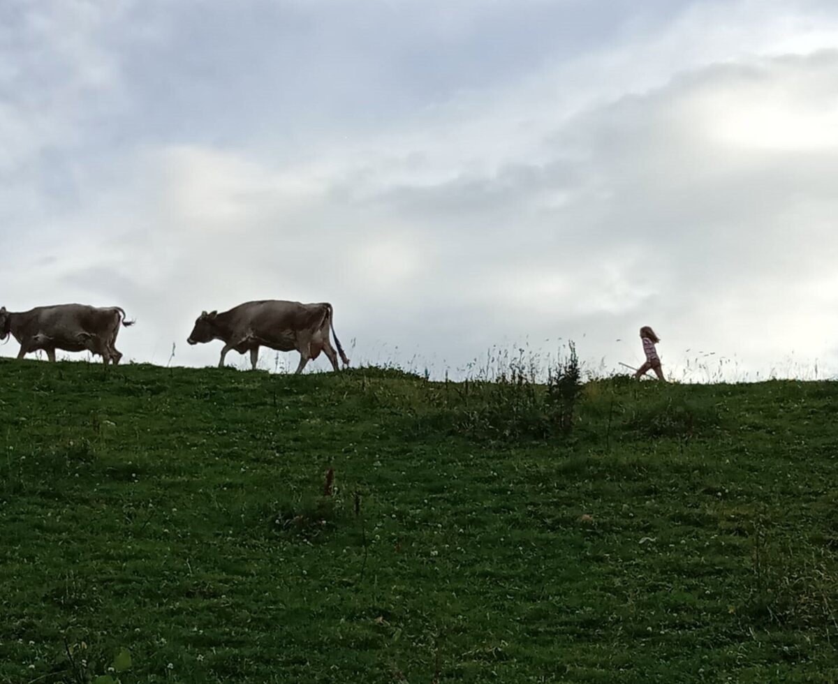 die Kühe werden in den Stall gebracht