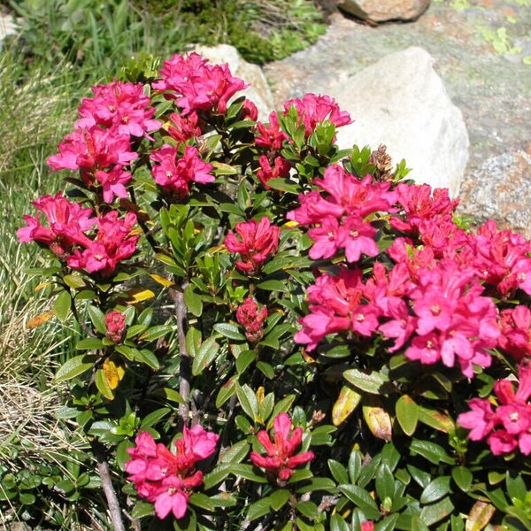 eine wunderschöne Zeit, die Almrosenblüte