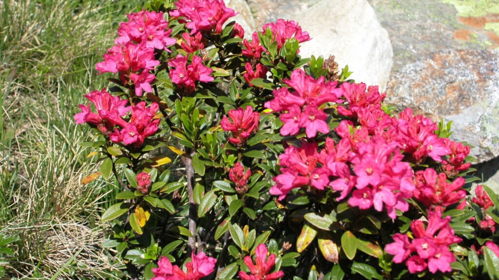 eine wunderschöne Zeit, die Almrosenblüte