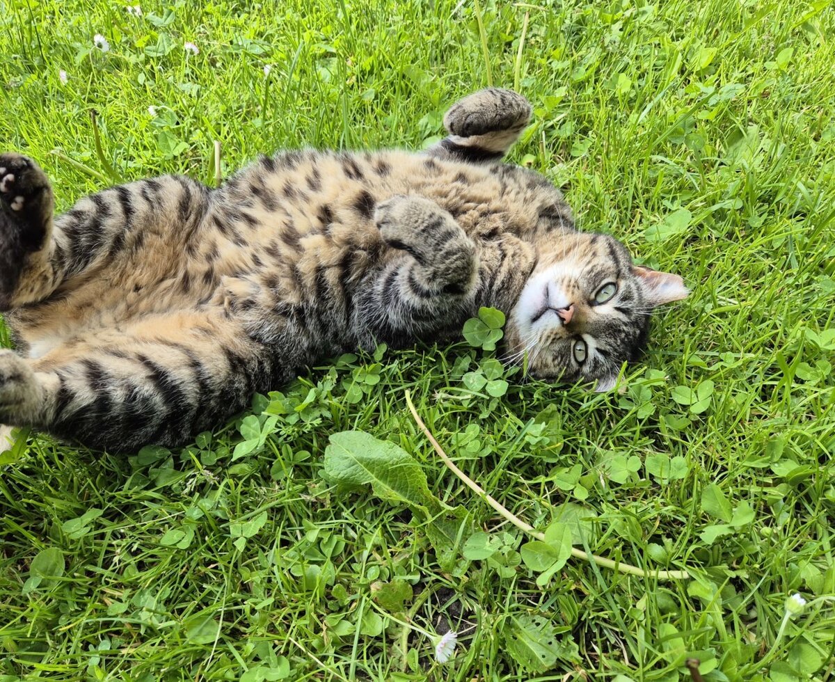 Eine zutrauliche Katze entspannt auf der grünen Liegewiese des Bauernhofs.