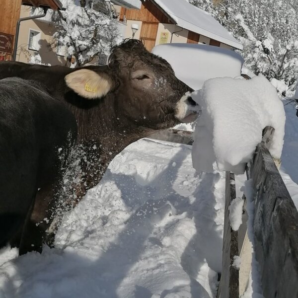 Eine Kuh im Schnee auf dem Bauernhof, mit verschneiten Gebäuden und Bergen im Hintergrund.