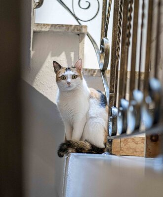 Eine Katze sitzt auf einer Treppenstufe im Bauernhof.