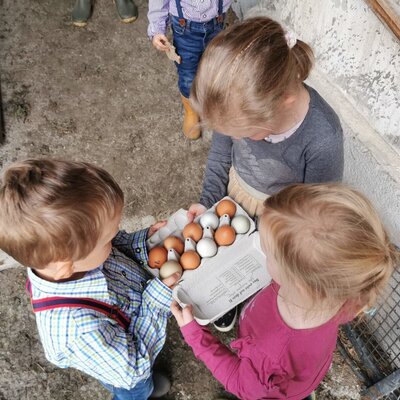 Kinder sammeln frische Eier auf dem Bauernhof.