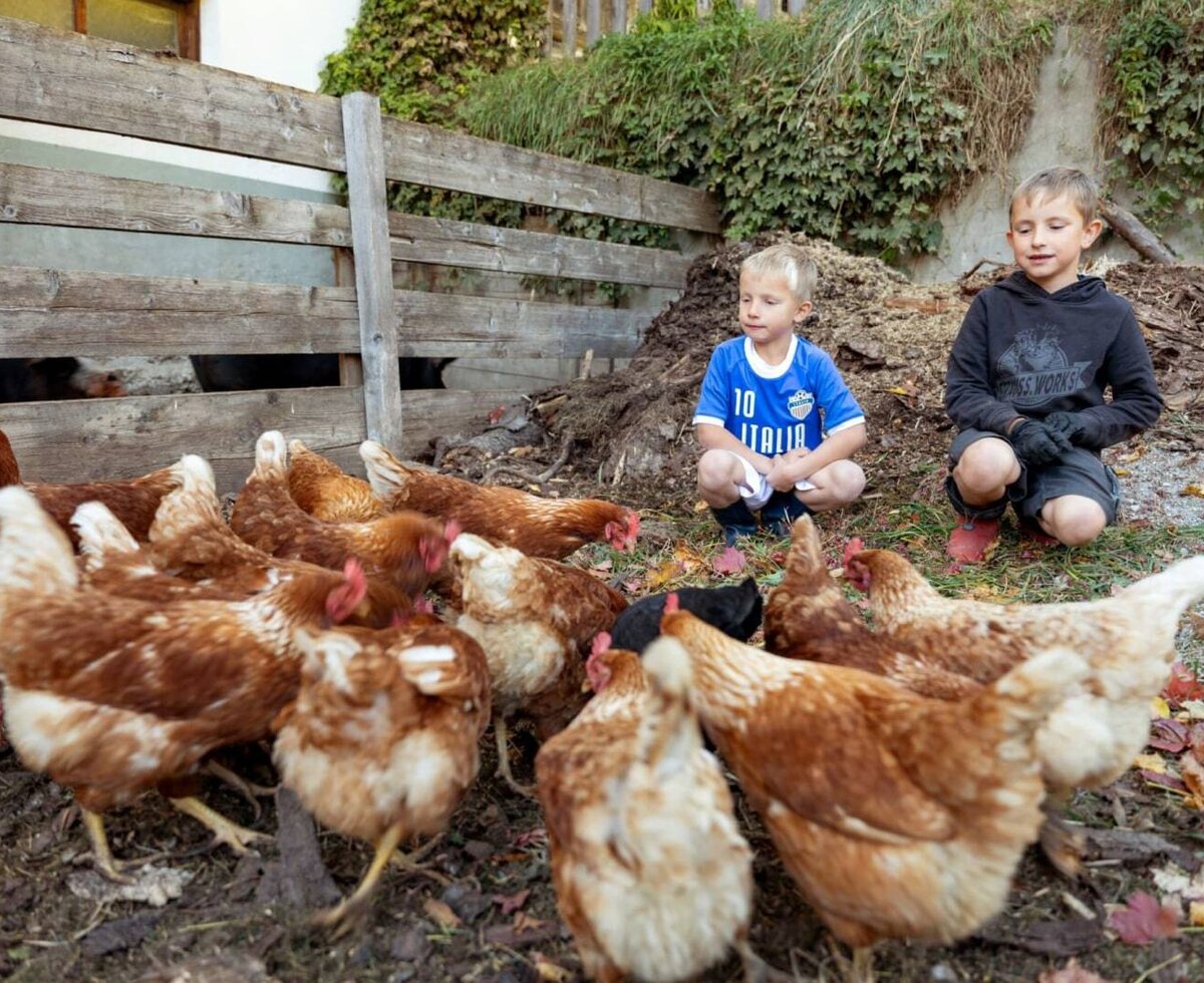 Ein authentisches Erlebnis für Kinder auf dem Bauernhof beim Füttern der freilaufenden Hühner.