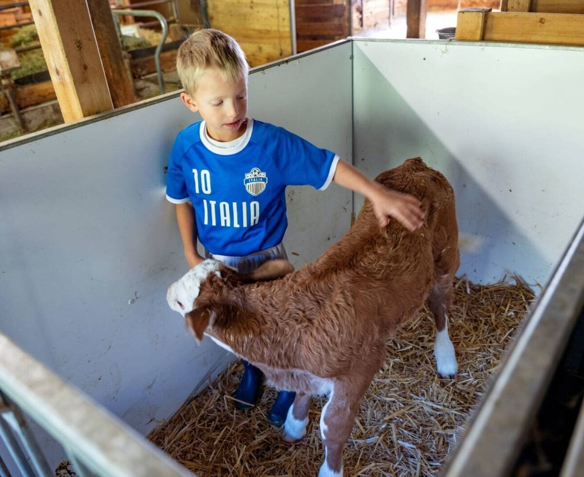 Ein Junge streichelt behutsam ein junges Kalb im gemütlichen Stall des Bauernhofs.