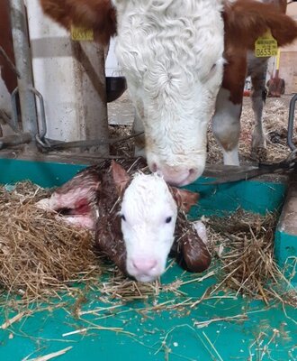 Eine Kuh mit ihrem neugeborenen Kalb auf Stroh im Stall der Alm.