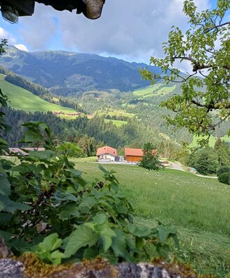 Malerischer Blick von der Hütte auf grüne Wiesen, dichte Wälder und die umliegende Berglandschaft.