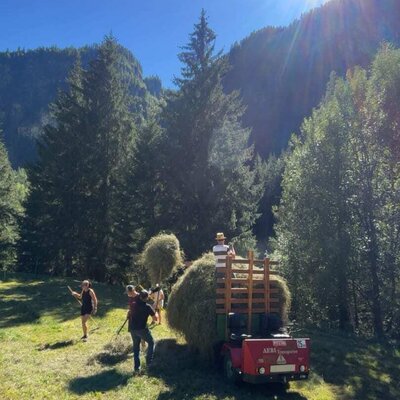 Traditionelle Heuarbeit unter strahlender Sonne in der Nähe der Appartements, umgeben von dichten Wäldern.