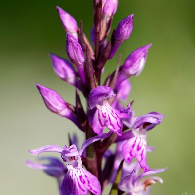 Orchidee