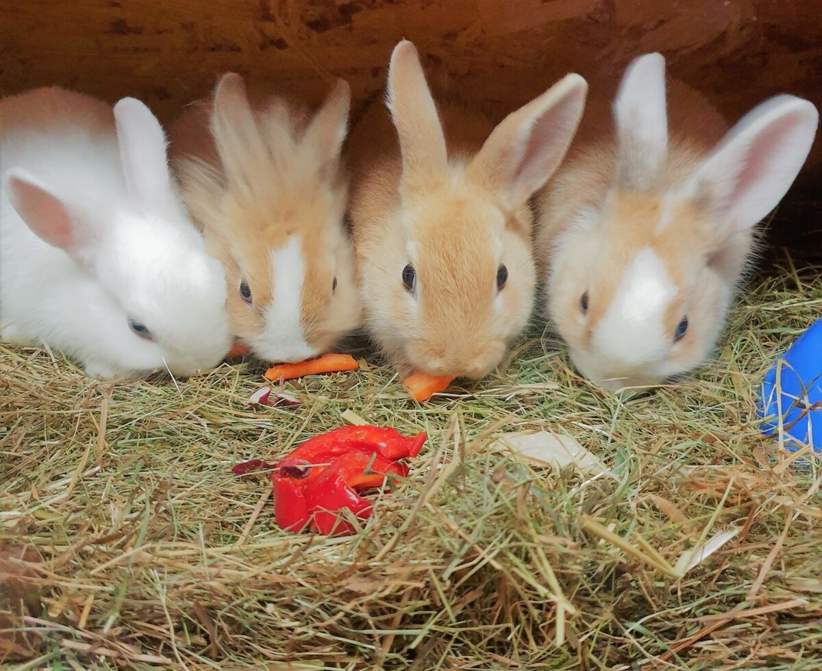 Kaninchen am Veitenhof