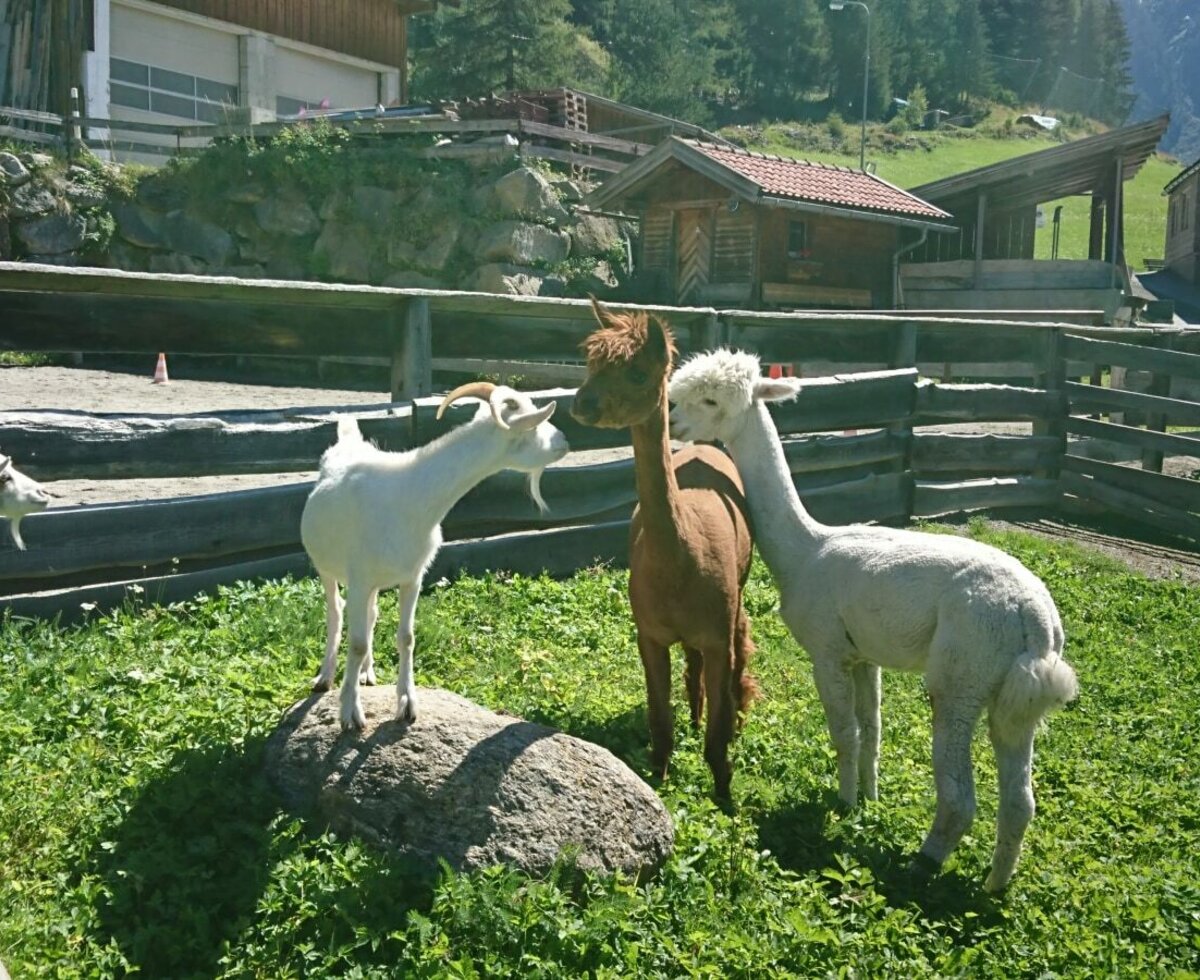 Streichelzoo mit Alpakas und Ziegen