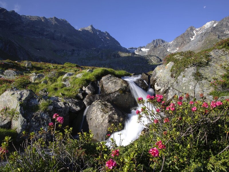 Natur pur- Alpenrosenblüte
