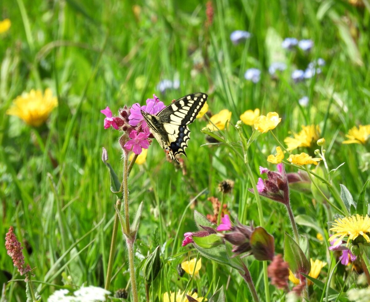 In der bunten Blumenwiese, Biohof Inntalblick
