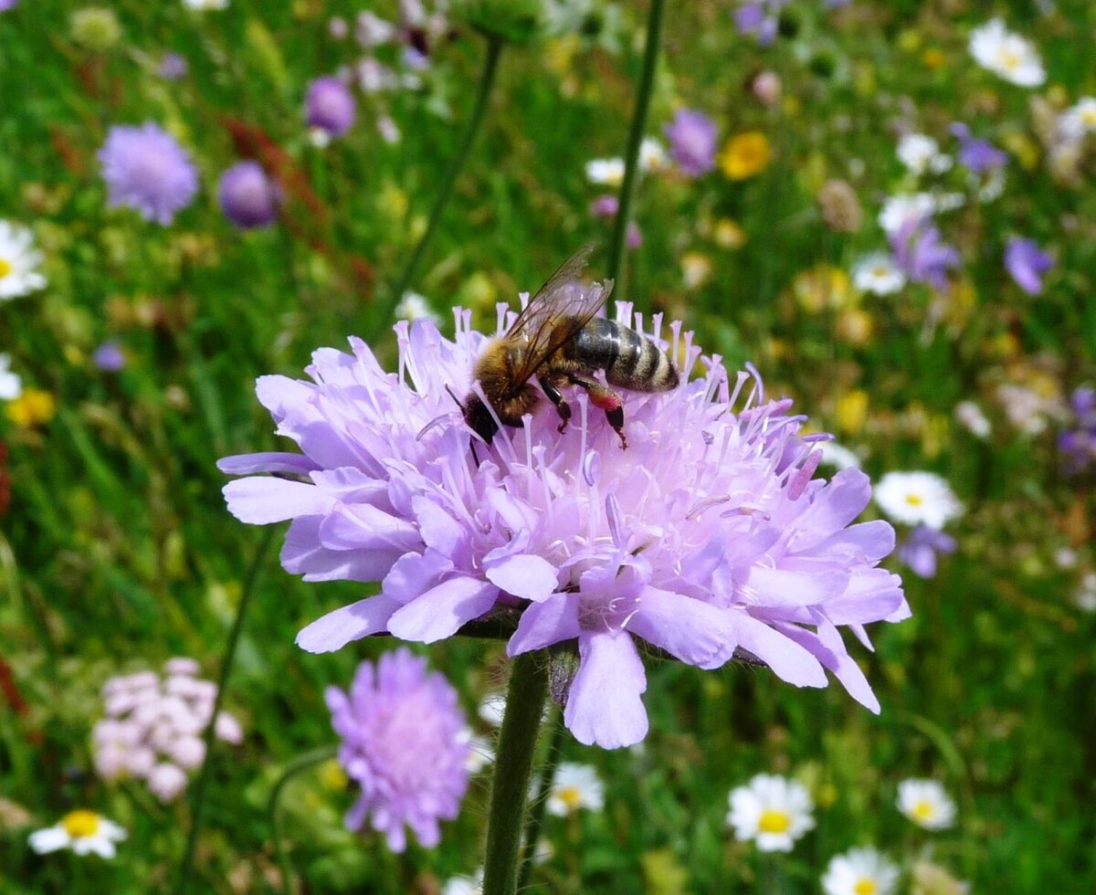 fleissige Biene in der bunten Blumenwiese, Biohof Inntalblick