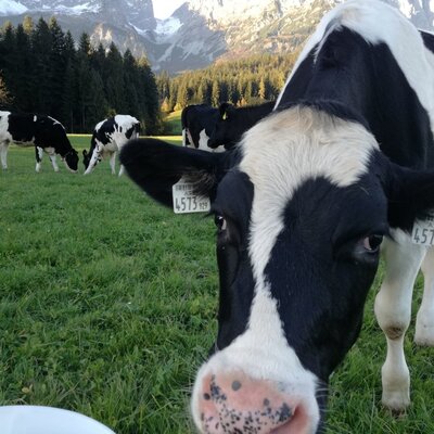 Neugierige Kälber