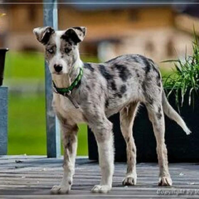 Haus- und Hofhund Prinz