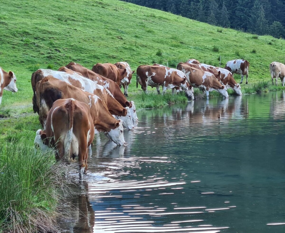 Kühe trinken aus einem Bergsee, umgeben von grünen Wiesen und Wäldern, in der natürlichen Umgebung der Alm.