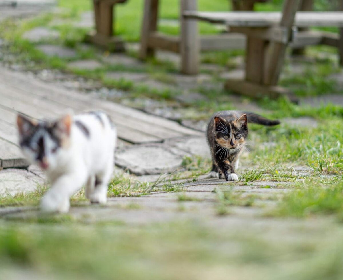 Tiere am Ortnerhof