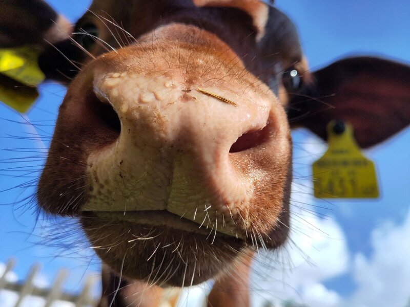 Nahaufnahme der Schnauze einer Kuh auf dem Bauernhof.
