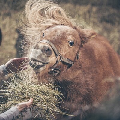 Pony Selma