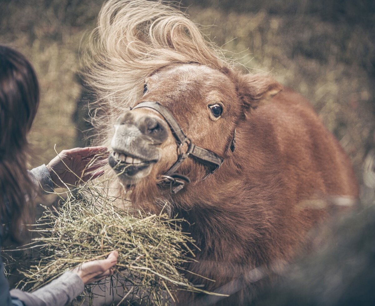 Pony Selma