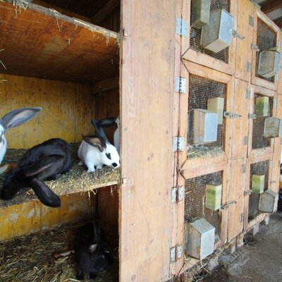 Der Kaninchenstall auf dem Bauernhof mit mehreren Kaninchen in Holzfächern.