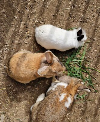 Drei Kaninchen fressen Gras auf dem Bauernhof.
