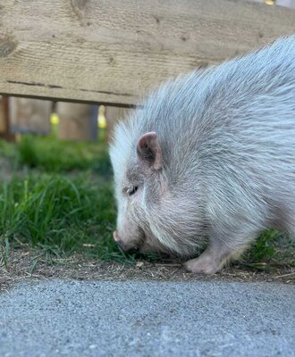 Ein kleines Schwein, das auf dem Bauernhof im Gras nach Futter sucht.