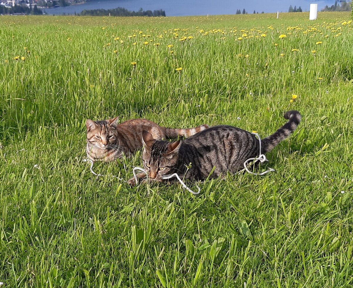 Katzen Mausi und Seppi