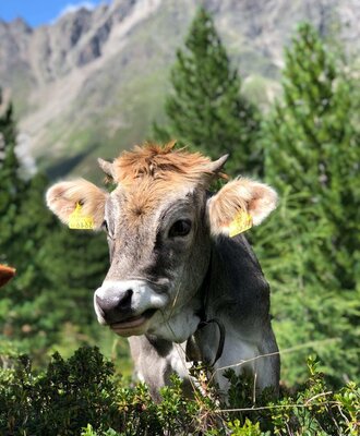 Eine neugierige Kuh auf der Alm des Bauernhofs vor einer idyllischen Bergkulisse.