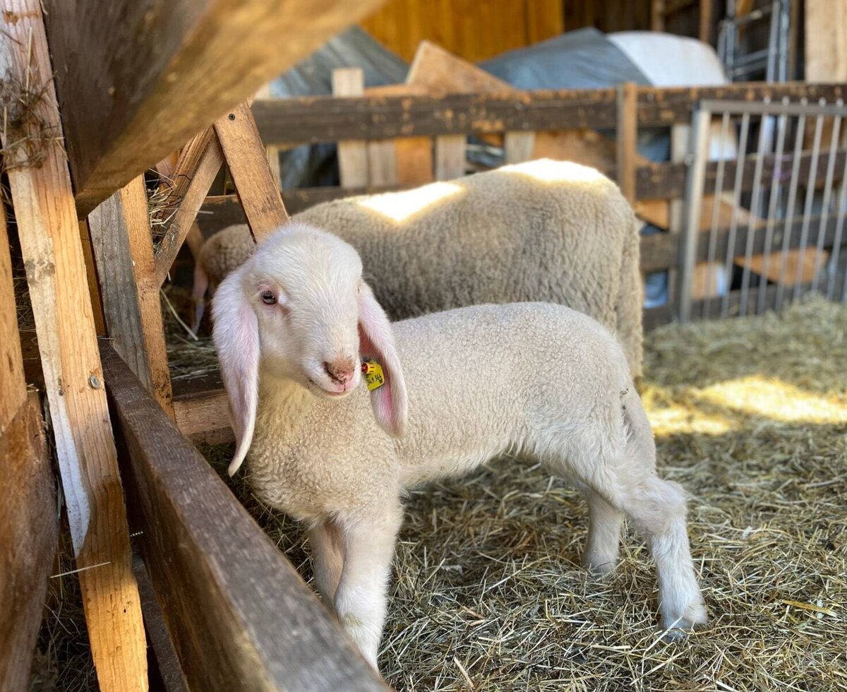 Ein Lamm und ein Schaf im Stall des Bauernhofs.