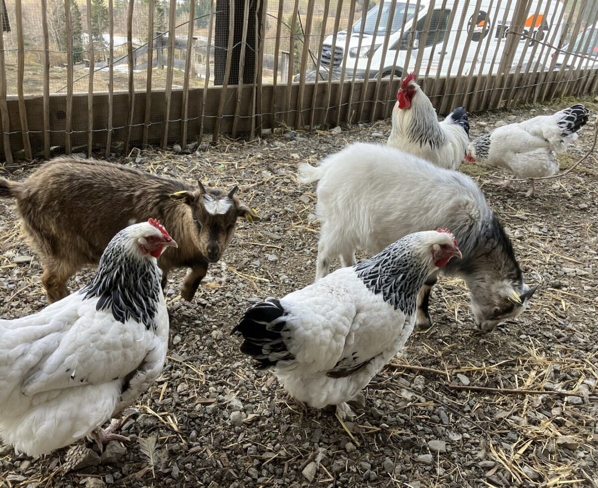 Das charmante Tiergehege des Bed and Breakfasts mit zutraulichen Ziegen und Hühnern.