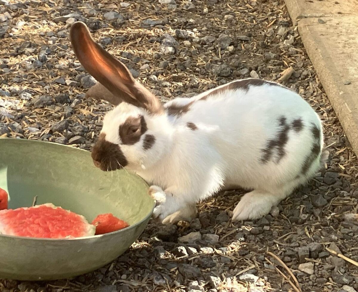 Ein charmantes Hauskaninchen genießt ein Stück frische Wassermelone im Bed and Breakfast.