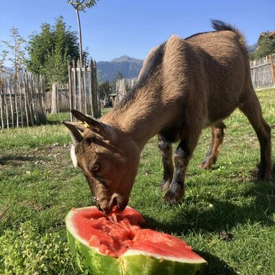 Eine zutrauliche Ziege genießt ein Stück frische Wassermelone im sonnigen Garten des Bed and Breakfasts.