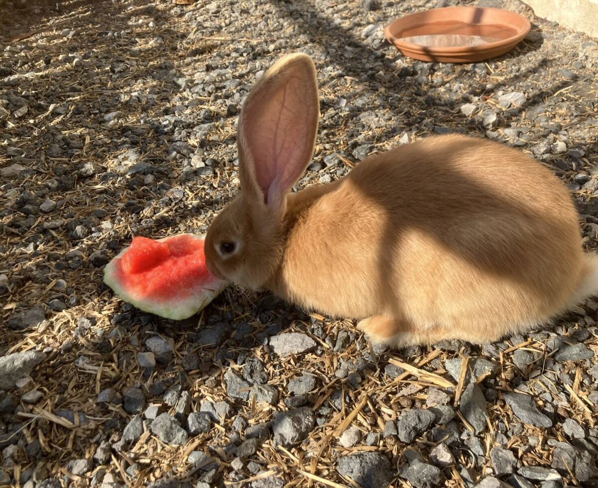 Ein niedliches Kaninchen knabbert an einem frischen Stück Wassermelone im Außenbereich des Bed and Breakfasts.