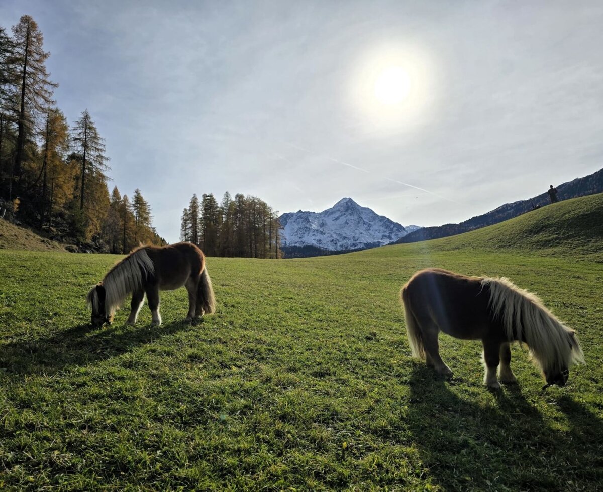 Zwei Ponys grasen auf der Wiese des Bauernhofs vor einer Bergkulisse.