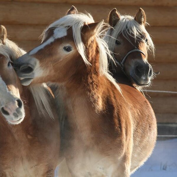 Unsere Hengste