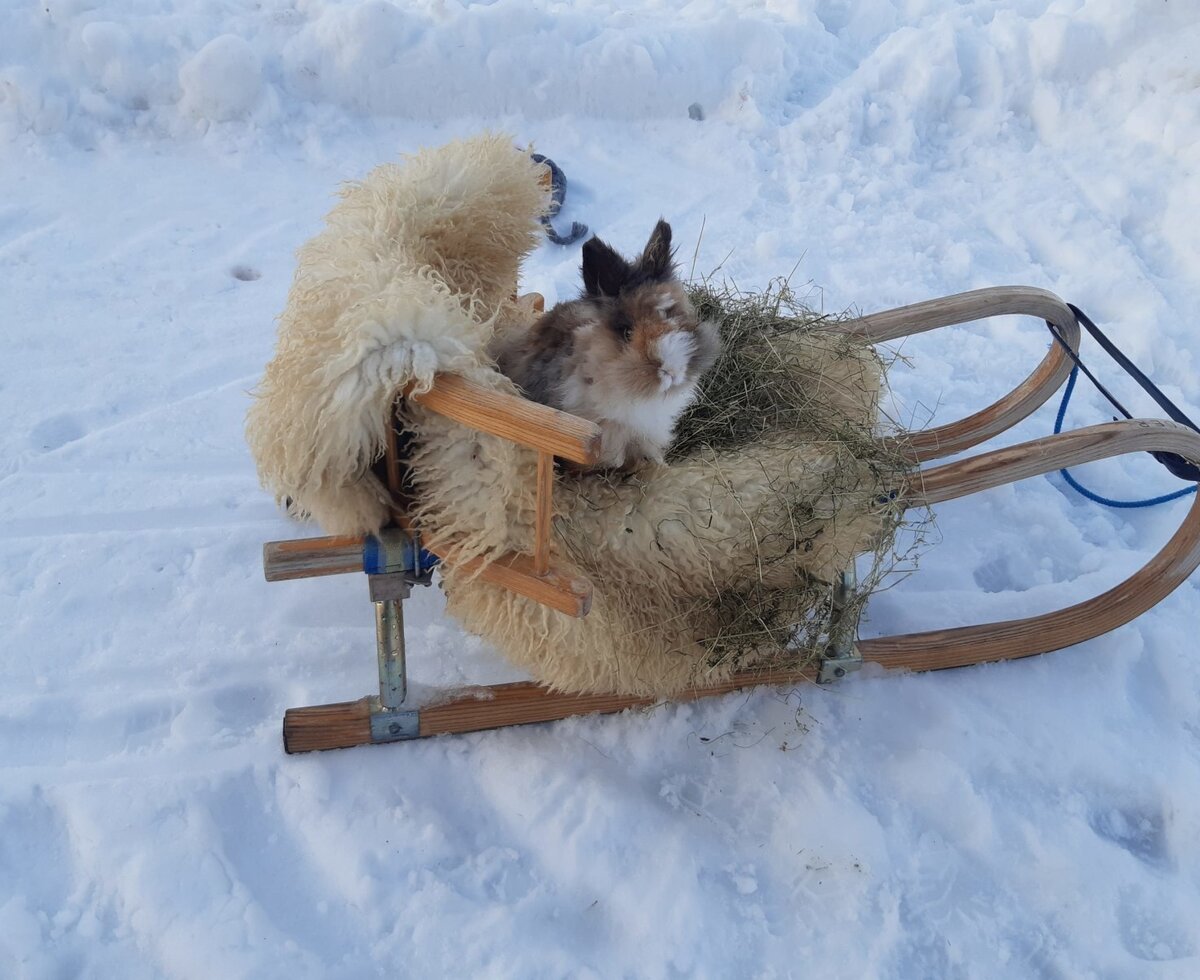 Hasentransport im Winter