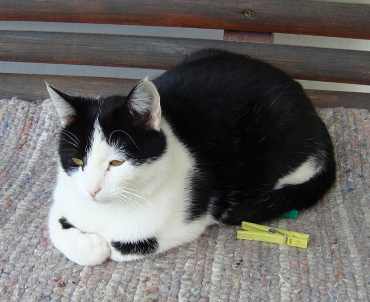 Kater Poldi