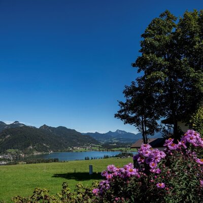 Blick auf den See und die Berge vom Bauernhof, mit grüner Wiese und lila Blumen im Vordergrund.