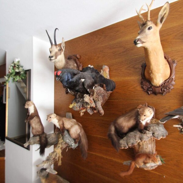 Die Holzwand im Bauernhof ist mit Jagdtrophäen versehen.