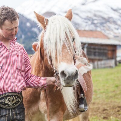 Pferd