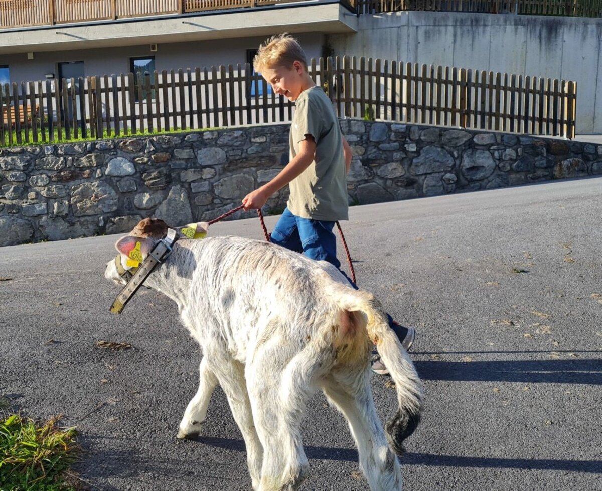 Julian mit unserem Kälbchen