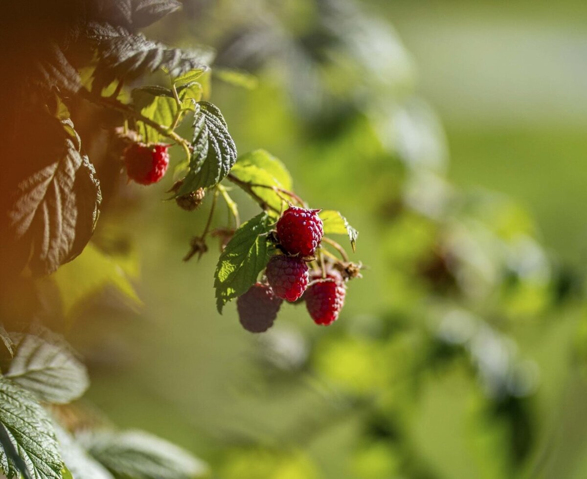 Reife Himbeeren am Strauch auf dem Bauernhof.